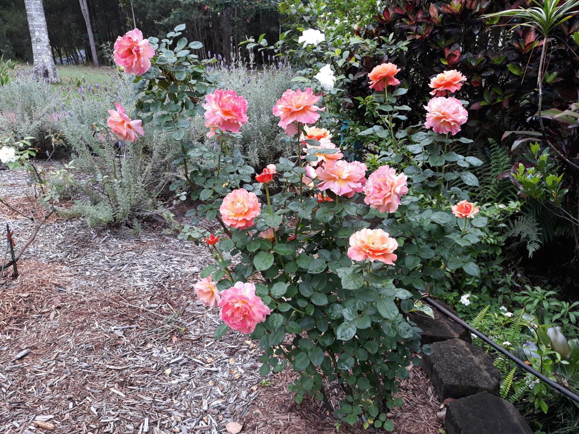 Riviera Bed & Breakfast Gold Coast Buitenkant foto